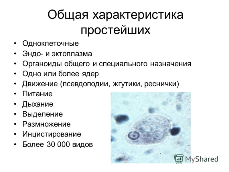 Общая характеристика простейших Одноклеточные Эндо- и эктоплазма Органоиды общего и специального назначения Одно или более ядер Движение (псевдоподии, жгутики, реснички) Питание Дыхание Выделение Размножение Инцистирование Более 30 000 видов