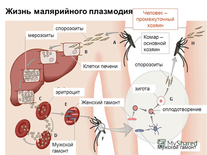 как определить паразитов в организме как определить паразитов в организме