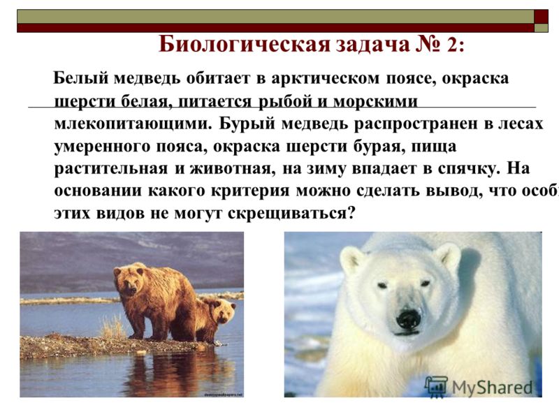 Биологическая задача 2: Белый медведь обитает в арктическом поясе, окраска шерсти белая, питается рыбой и морскими млекопитающими. Бурый медведь распространен в лесах умеренного пояса, окраска шерсти бурая, пища растительная и животная, на зиму впада