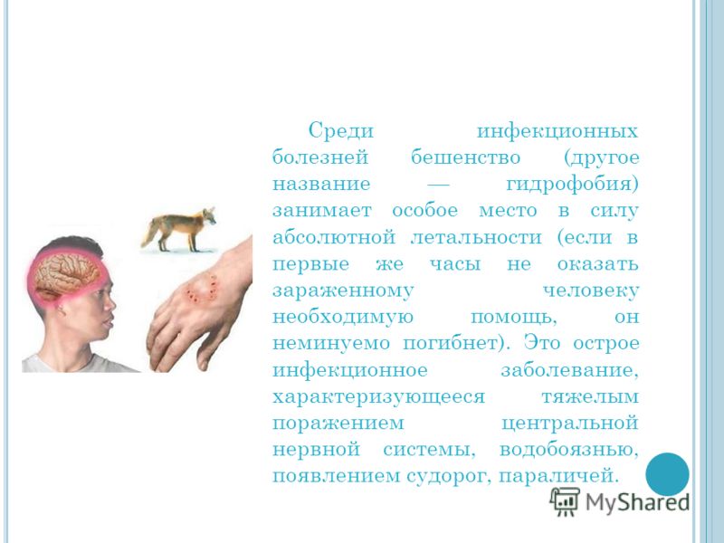 Реферат Бешенство Реферат Бешенство
