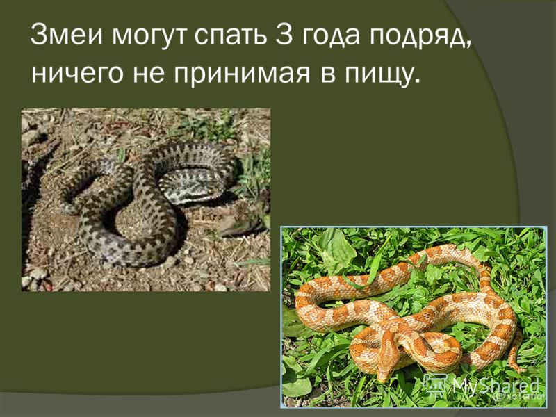 Как сделать светящиеся деревья Как сделать светящиеся деревья