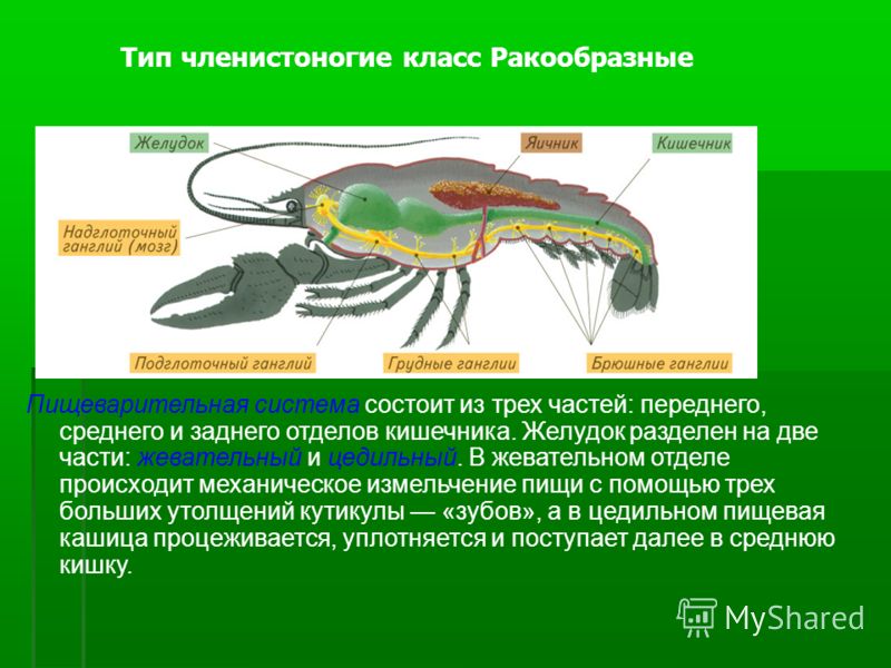 Пищеварительная система ракообразных 8 класс таблица Презентация эволюция пищеварительной системы животных 7 класс