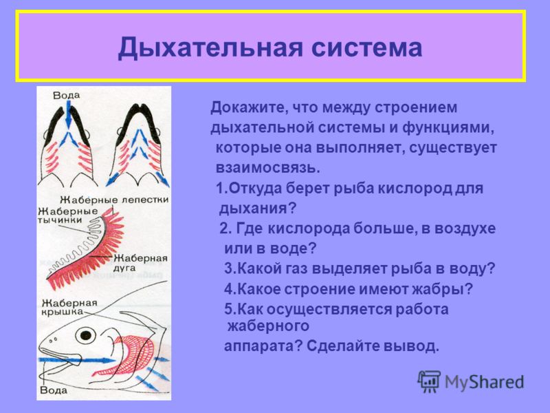 Презентация На Тему: "Урок Изучения Нового Материала 8 Класс.