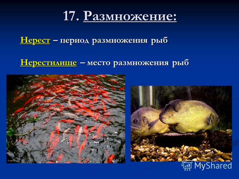 17. Размножение: Нерест – период размножения рыб Нерестилище – место размножения рыб