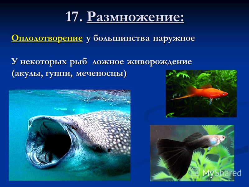17. Размножение: Оплодотворение у большинства наружное У некоторых рыб ложное живорождение (акулы, гуппи, меченосцы)