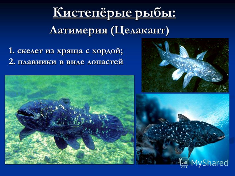 Кистепёрые рыбы: Латимерия (Целакант) 1.скелет из хряща с хордой; 1. скелет из хряща с хордой; 2. плавники в виде лопастей