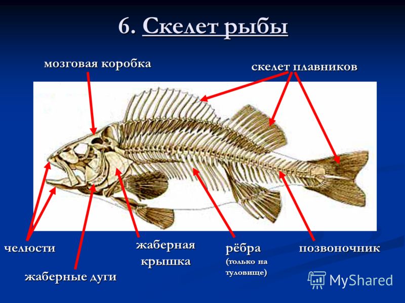 6. Скелет рыбы скелет плавников мозговая коробка жаберная крышка рёбра (только на туловище) челюстипозвоночник жаберные дуги