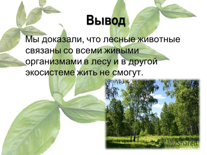 Какие животные связаны с растениями Какие животные связаны с растениями