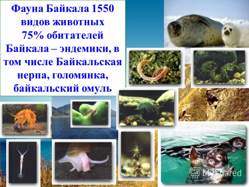 Фауна Байкала 1550 видов животных 75% обитателей Байкала – эндемики, в том числе Байкальская нерпа, голомянка, байкальский омуль