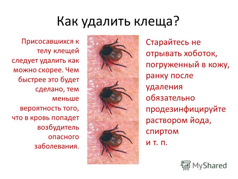 Как избавится от подкожных клещей в домашних условиях Как избавится от подкожных клещей в домашних условиях