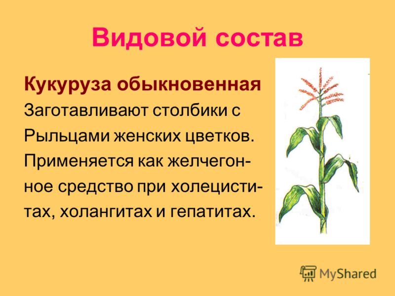 Видовой состав Кукуруза обыкновенная Заготавливают столбики с Рыльцами женских цветков. Применяется как желчегон- ное средство при холецисти- тах, холангитах и гепатитах.