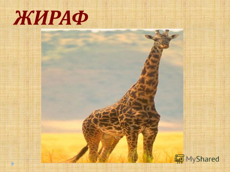 Проект про жирафа 5 класс Pin by Sarah Corfield on Teaching ideas Natural selection, Teaching, Love challe