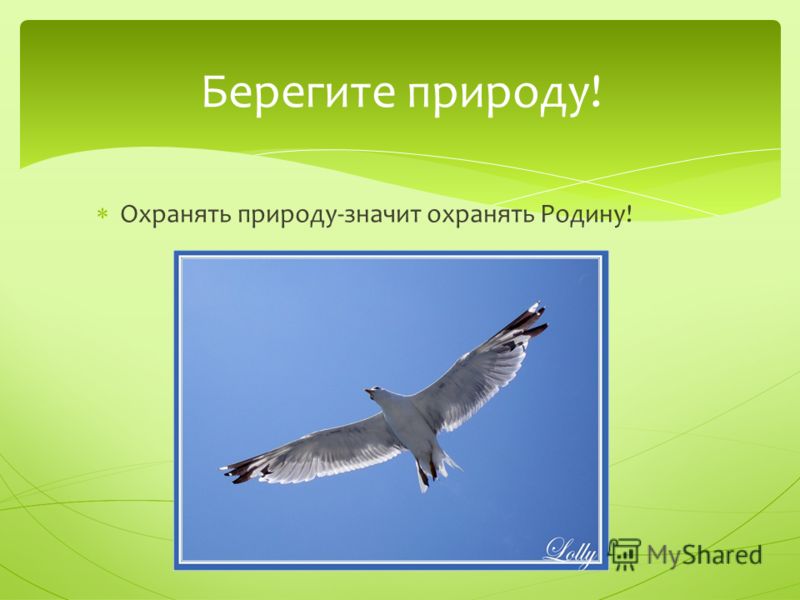 Давайте защищать природу картинки Давайте защищать природу картинки