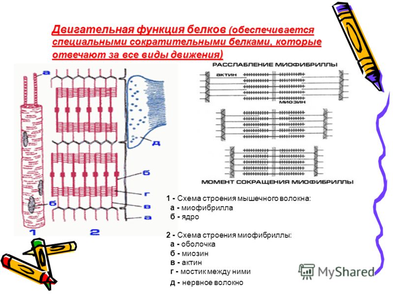 Схема органические вещества клетки фото 870