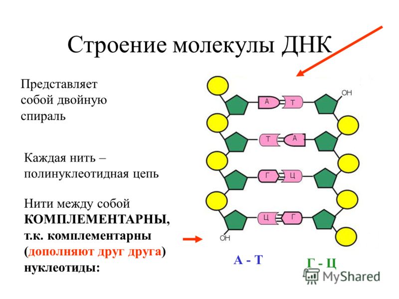 Как связаны между собой нуклеотиды днк Как связаны между собой нуклеотиды днк