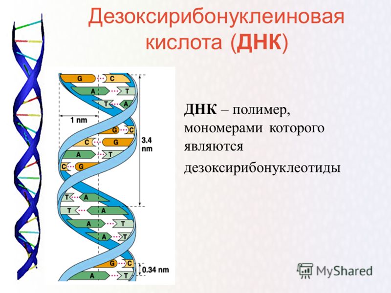 Как сделать днк анализ на национальность подростку Как сделать днк анализ на национальность подростку