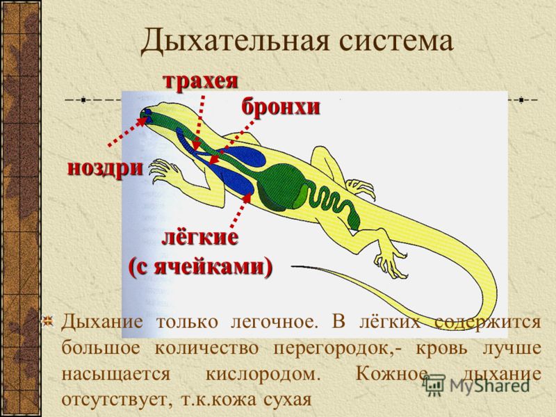 Сценарий открытия спортивного лагеря с дневным пребыванием Сценарий открытия спортивного лагеря с дневным пребыванием