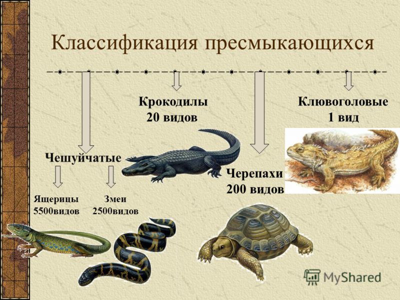 Картинки по запросу классификация рептилий картинки