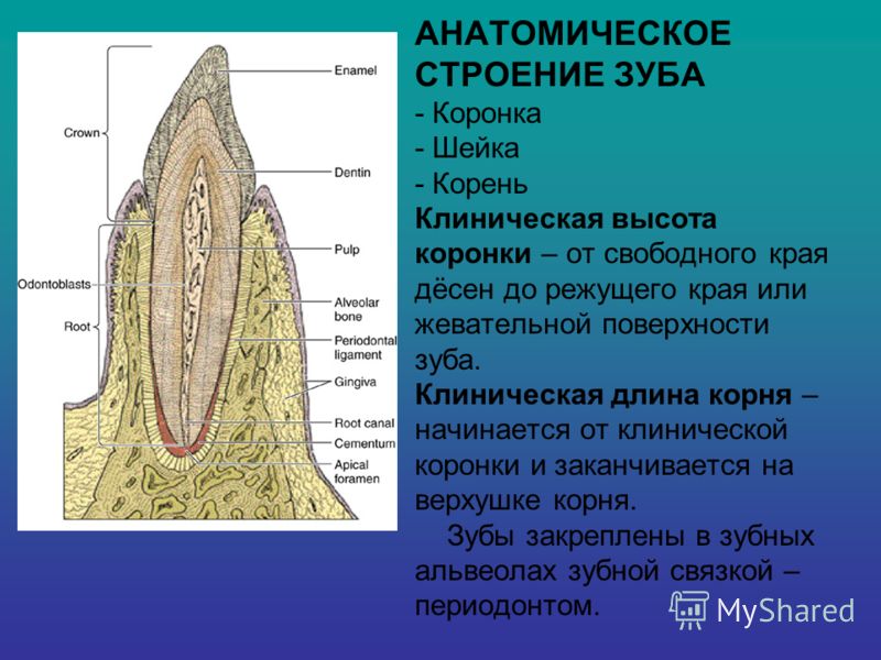 Анатомия что такое статусы Анатомия что такое статусы