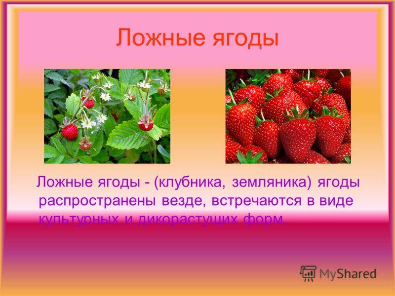 Клубника плод или ягода Клубника плод или ягода