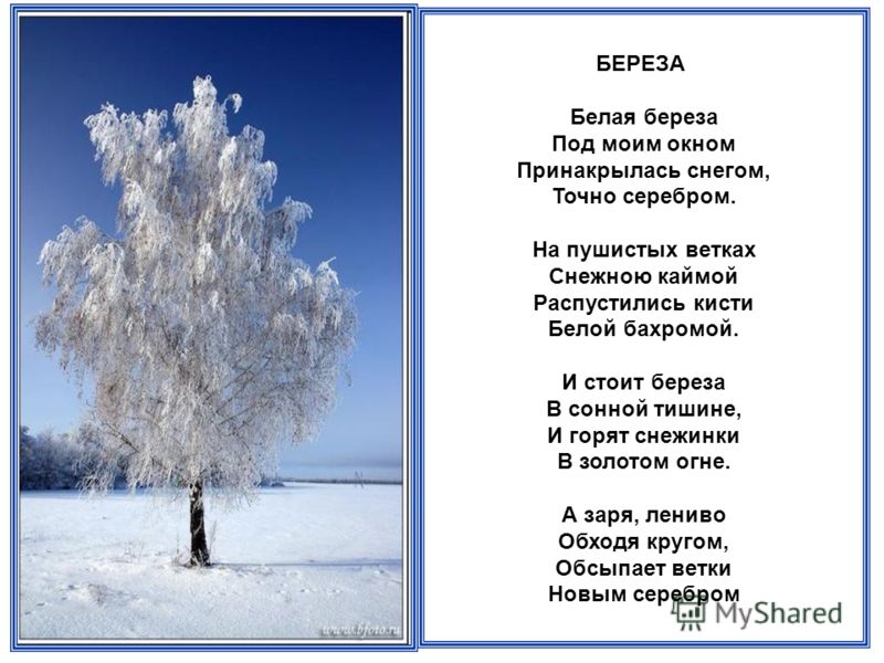 О чем стих белая береза под моим окном О чем стих белая береза под моим окном