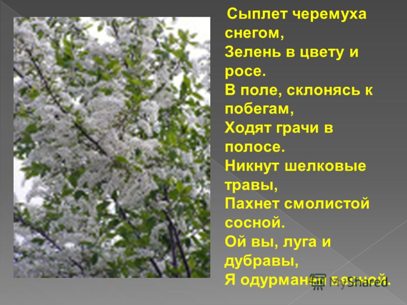 Сергей есенин сыплет черемуха снегом читать Сергей есенин сыплет черемуха снегом читать