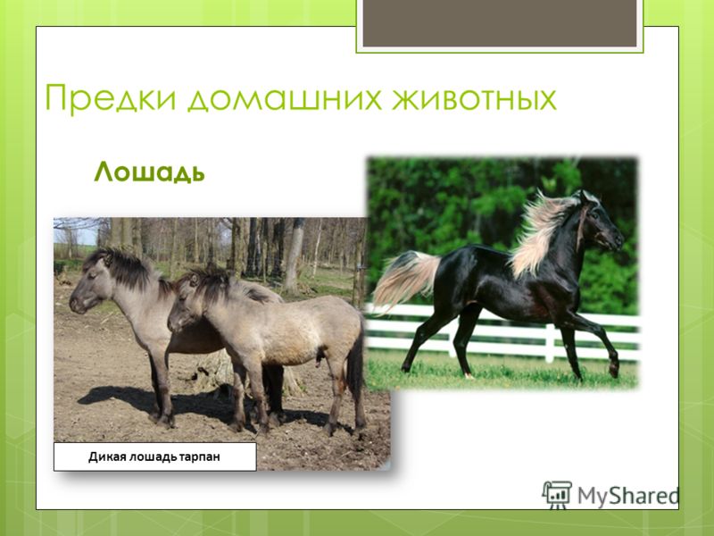 какие продукты помогают похудеть какие продукты помогают похудеть