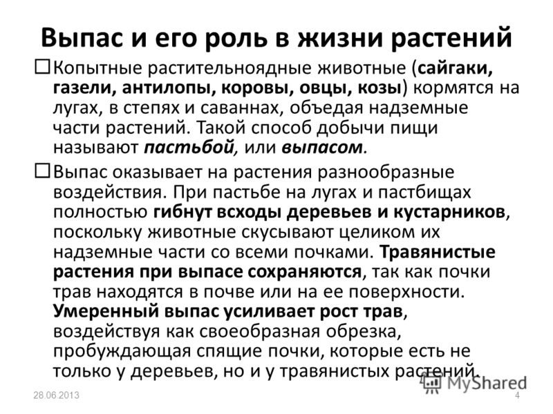 какие паразиты могут жить в волосах человека какие паразиты могут жить в волосах человека