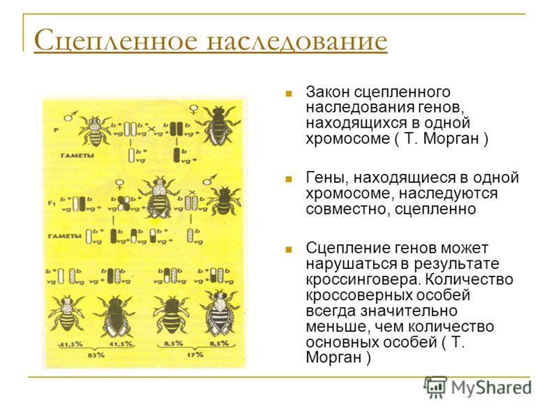 крайней закон моргана сцепленное наследование признаков нарушения сцепления которую