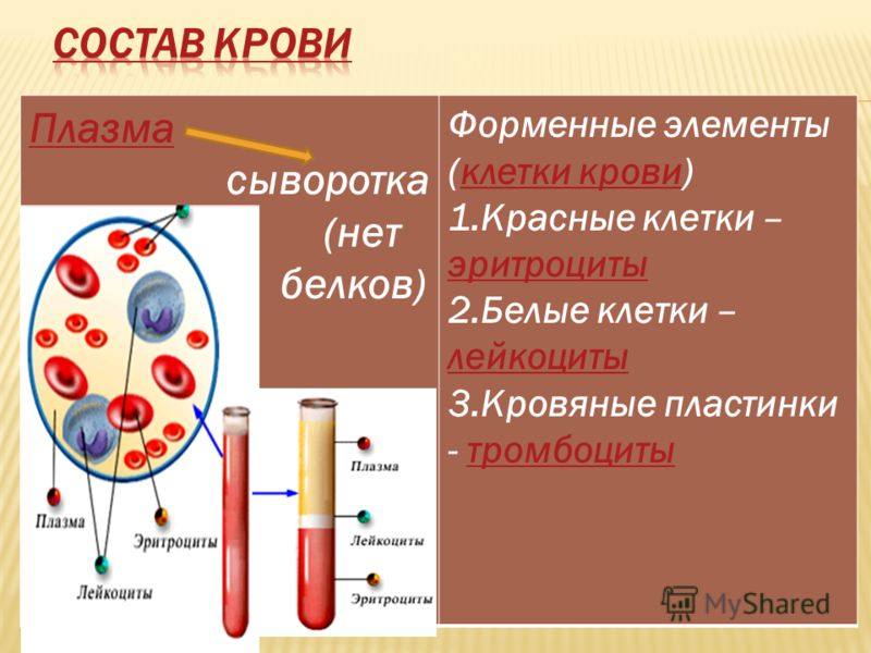 Плазма сыворотка (нет белков) Форменные элементы (клетки крови)клетки крови 1.Красные клетки – эритроциты эритроциты 2.Белые клетки – лейкоциты лейкоциты 3.Кровяные пластинки - тромбоцитытромбоциты