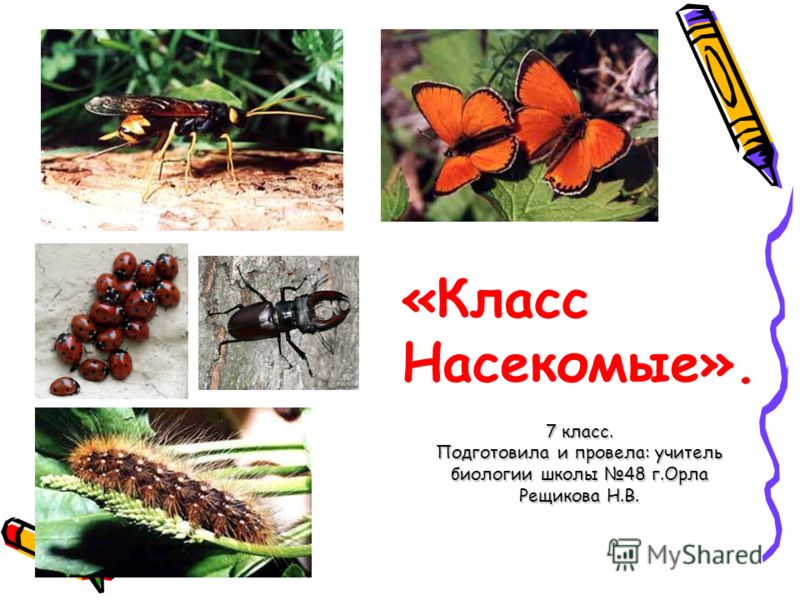 Доклад по биологии 7 класс класс насекомые