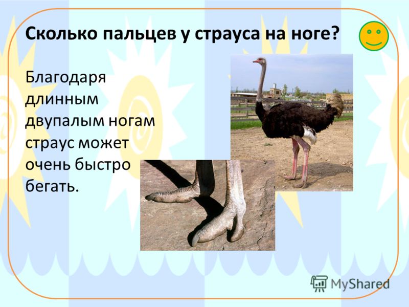Как выглядят ноги страуса Сколько пальцев на ногах у страуса Фитостудия-63.ру