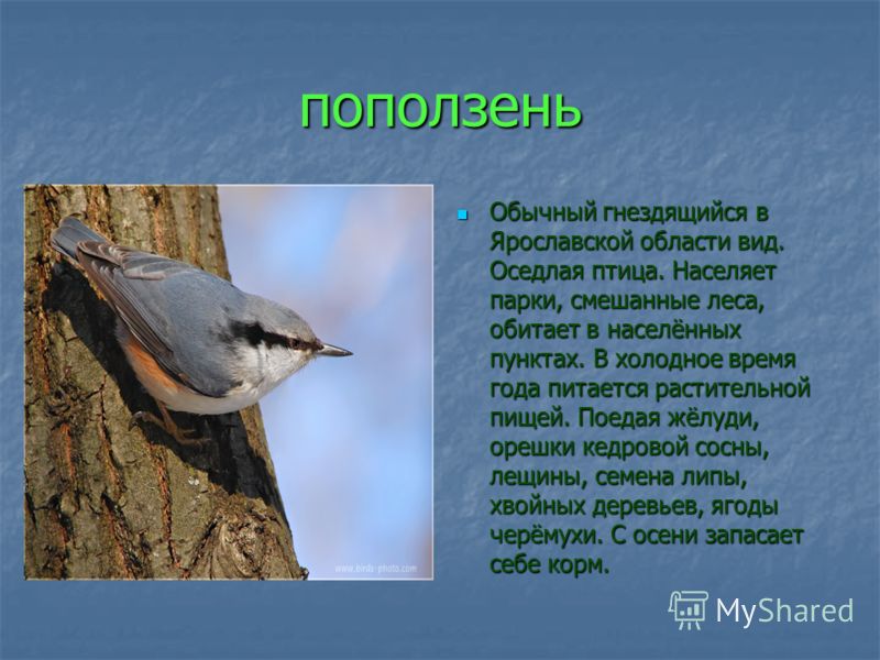 снегирь красногрудый Bird, Cards, Animals