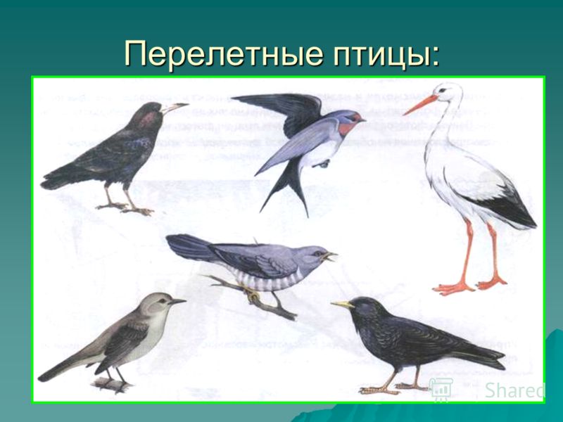 Скачать презентацию перелетные птицы со звуками