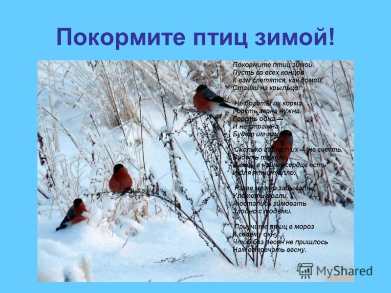 Картинки или покормите птиц зимой Картинки или покормите птиц зимой