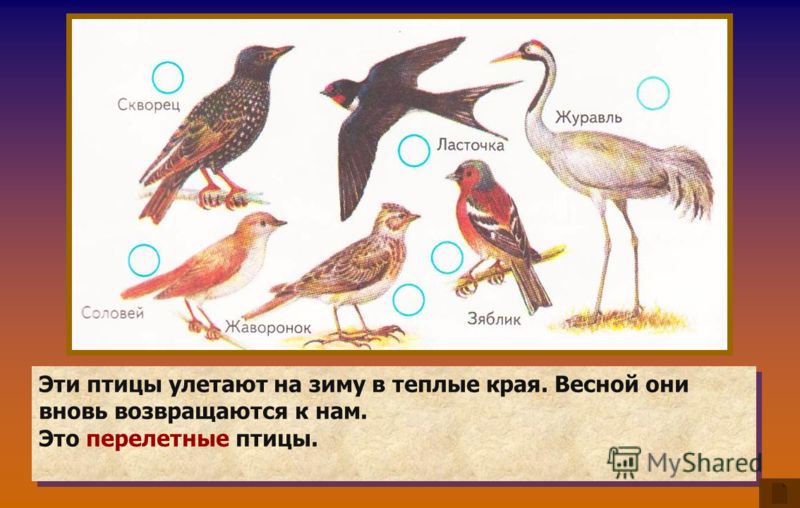 Конспект урока по изо 4 класс с презентацией рисование птиц