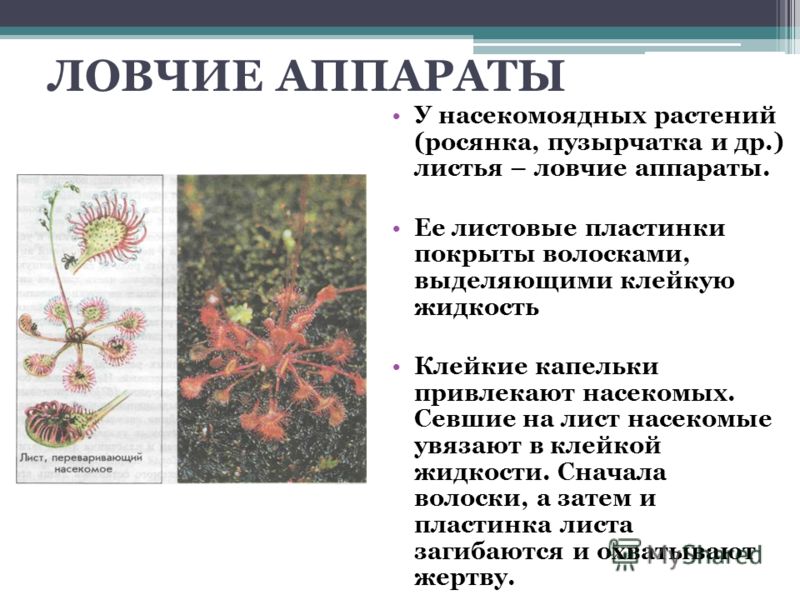 Ловчие аппараты примеры растений Растения хищники: ловчие листья Тропический дневник