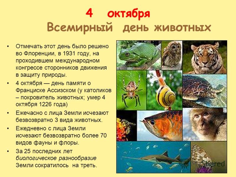 Всемирный дню защиты животных сценарий Всемирный дню защиты животных сценарий