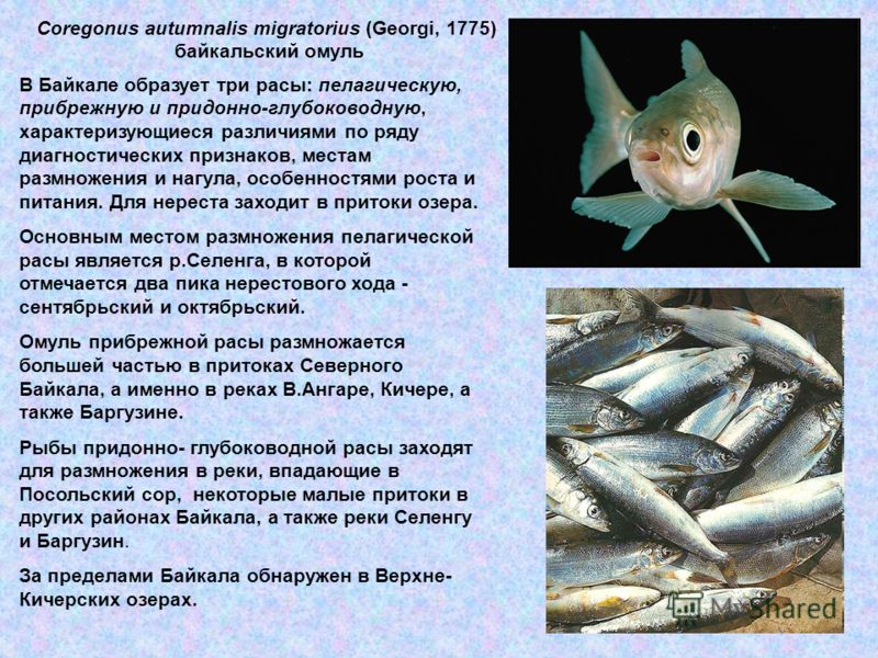 Доклад по теме Рыбы на литорали Доклад по теме Рыбы на литорали