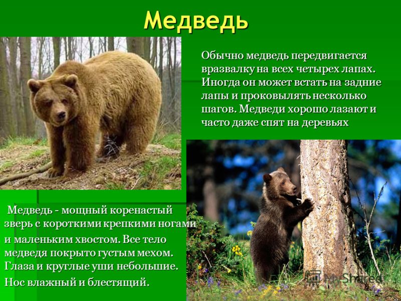 Картинки звери весной в лесу Картинки звери весной в лесу