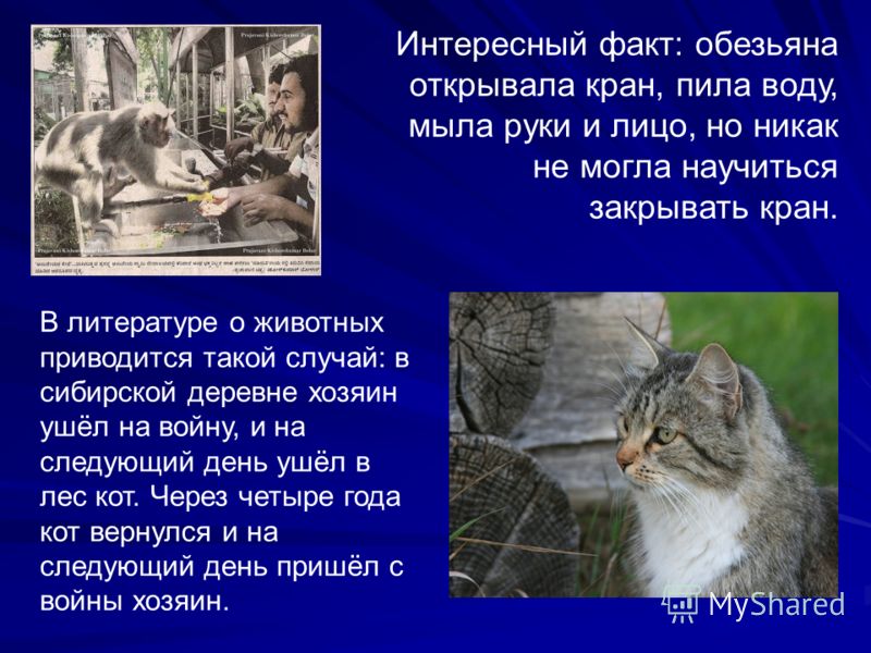 Человек и Самосознание скачать - картинка 2