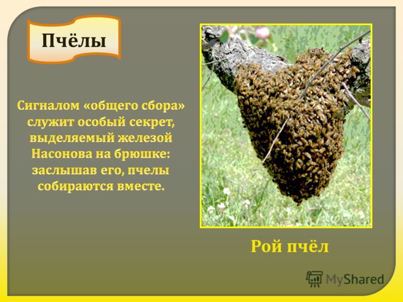 Пчёлы Рой пчёл