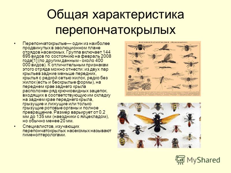 Общая характеристика перепончатокрылых Перепончатокрылые один из наиболее продвинутых в эволюционном плане отрядов насекомых. Группа включает 144 695 видов по состоянию на февраль 2008 года[1] (по другим данным - около 400 000 видов). К отличительным