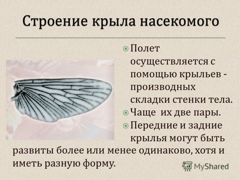 Полет осуществляется с помощью крыльев - производных складки стенки тела. Чаще их две пары. Передние и задние крылья могут быть развиты более или менее одинаково, хотя и иметь разную форму.