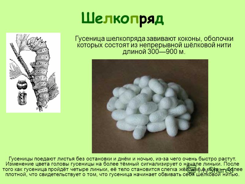 Шелкопряд Гусеница шелкопряда завивают коконы, оболочки которых состоят из непрерывной шёлковой нити длиной 300900 м. Гусеницы поедают листья без остановки и днём и ночью, из-за чего очень быстро растут. Изменение цвета головы гусеницы на более тёмны