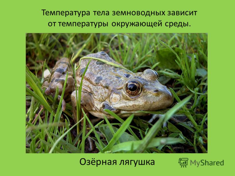 Озёрная лягушка Температура тела земноводных зависит от температуры окружающей среды.