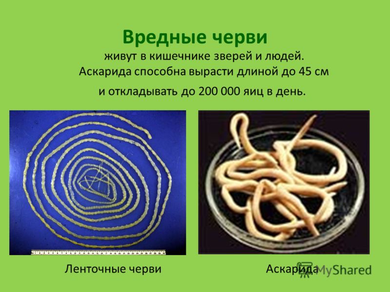 черви в кишечнике человека черви в кишечнике человека