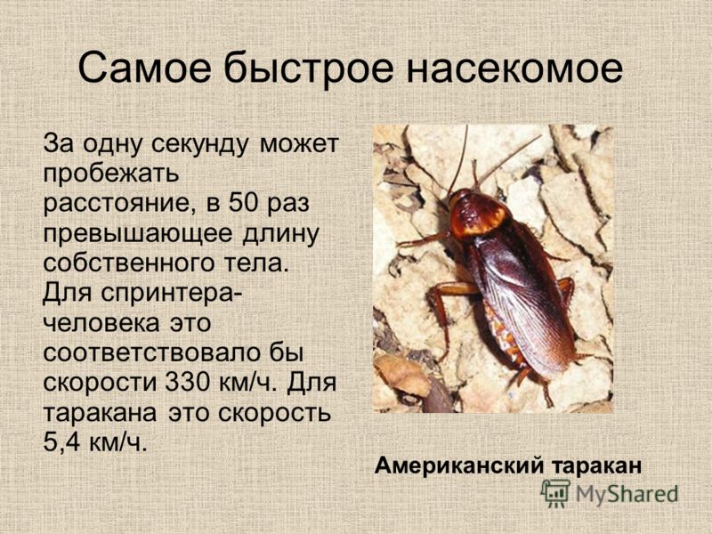 Самое быстрое насекомое За одну секунду может пробежать расстояние, в 50 раз превышающее длину собственного тела. Для спринтера- человека это соответствовало бы скорости 330 км/ч. Для таракана это скорость 5,4 км/ч. Американский таракан