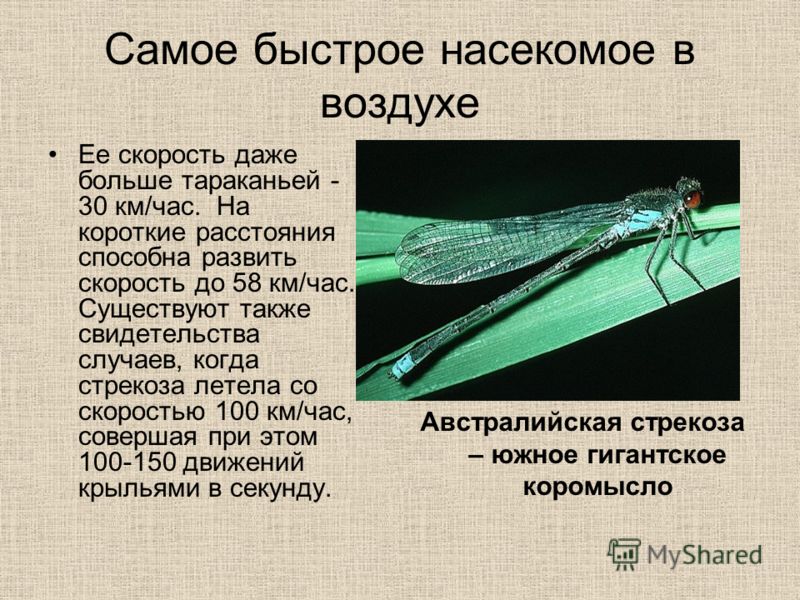 Самое быстрое насекомое в воздухе Ее скорость даже больше тараканьей - 30 км/час. На короткие расстояния способна развить скорость до 58 км/час. Существуют также свидетельства случаев, когда стрекоза летела со скоростью 100 км/час, совершая при этом 