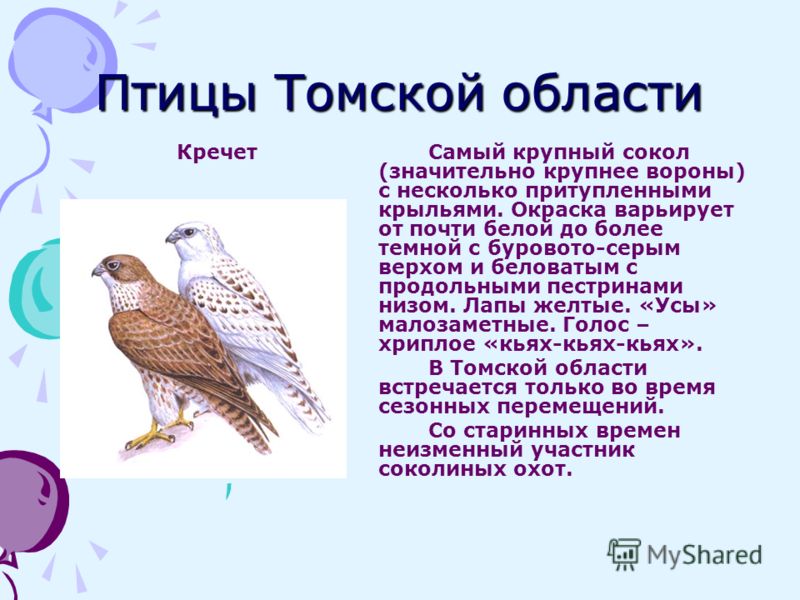Зимующие птицы томской области картинки фото Зимующие птицы томской области картинки фото